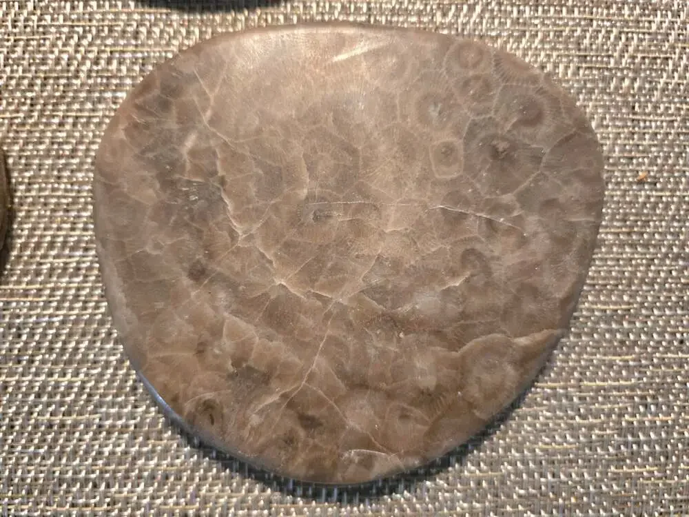 Set of 4 Polished Petoskey Stone Fossil Coral Drink Coasters with Cork Backing